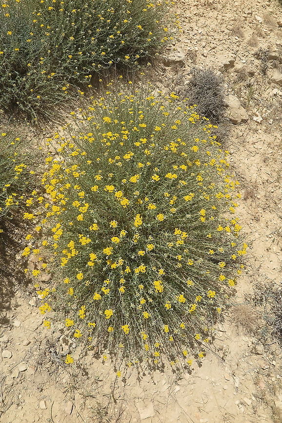 Achillea falcata Jordan, above El Hisha Forest, 1600m Achillea falcata,Geotagged,Jordan,Spring
