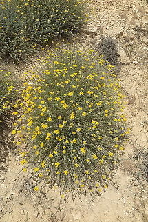 Achillea falcata Jordan, above El Hisha Forest, 1600m Achillea falcata,Geotagged,Jordan,Spring