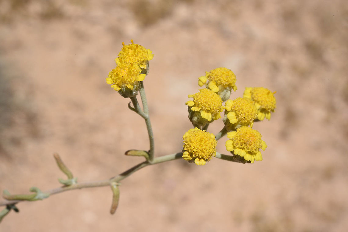 Achillea falcata Jordan, fields near Dana Achillea falcata,Geotagged,Jordan,Spring