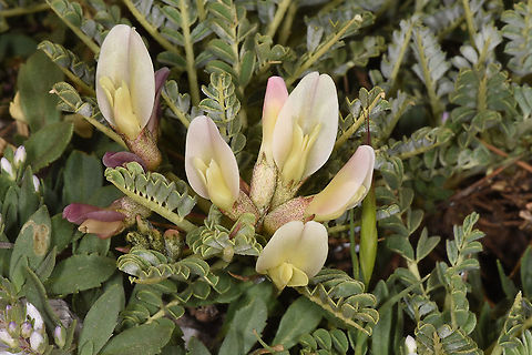 Astragalus angustifolius Mt Hermon 2000m Astragalus angustifolius,Geotagged,Spring