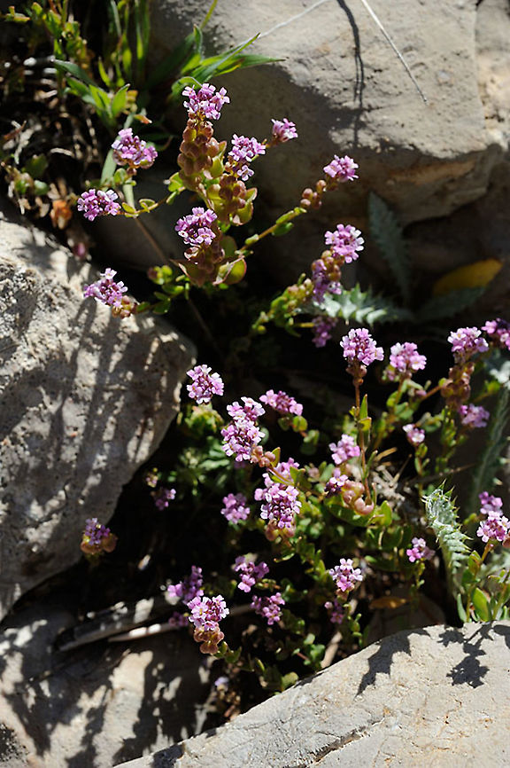 Aethionema heterocarpum  Aethionema heterocarpum,Geotagged,Spring