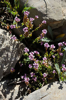 Aethionema heterocarpum  Aethionema heterocarpum,Geotagged,Spring
