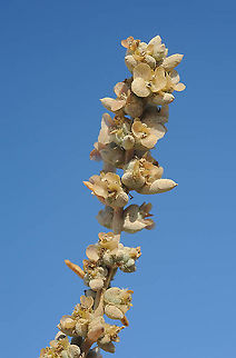 Agathophora alopecuroides S Israel, C Negev Highlands, Mizpe Ramon Agathophora alopecuroides,Geotagged,Israel,Summer