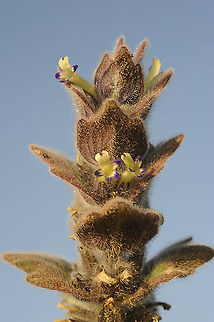 Ajuga orientalis Golan, near Elrom Ajuga orientalis,Geotagged,Spring