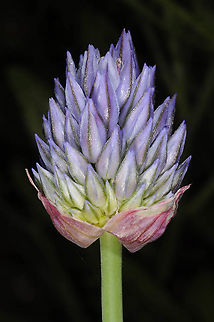 Allium hierochuntinum Upper Jordan Valley, Um Zuka Reserve Allium hierochuntinum,Geotagged,Jericho Allium,Spring