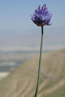 Allium hierochuntinum Jordan Valley slopes, Sartaba Allium hierochuntinum,Geotagged,Jericho Allium,Spring
