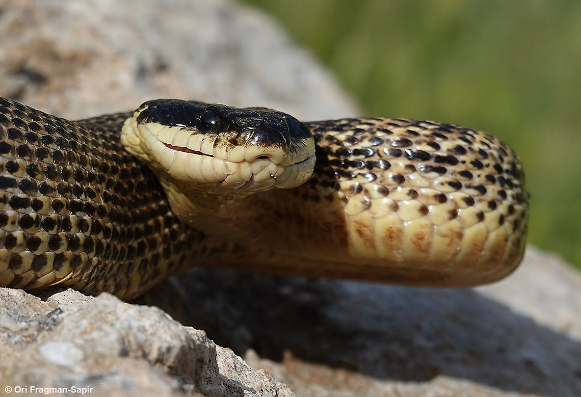 Elaphe sauromates  Elaphe sauromates,Geotagged,Spring