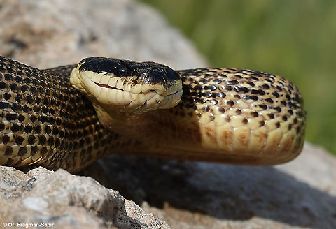 Elaphe sauromates  Elaphe sauromates,Geotagged,Spring