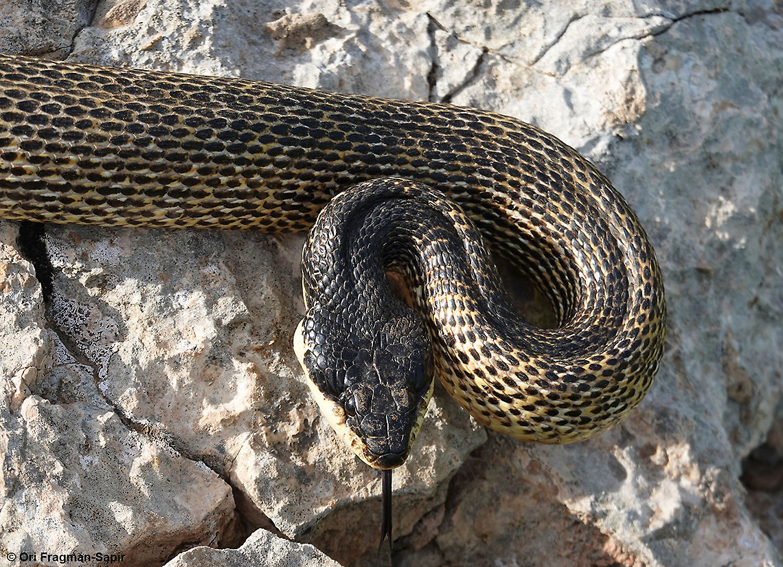 Elaphe sauromates  Elaphe sauromates,Geotagged,Spring