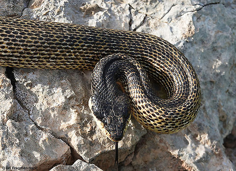 Elaphe sauromates  Elaphe sauromates,Geotagged,Spring