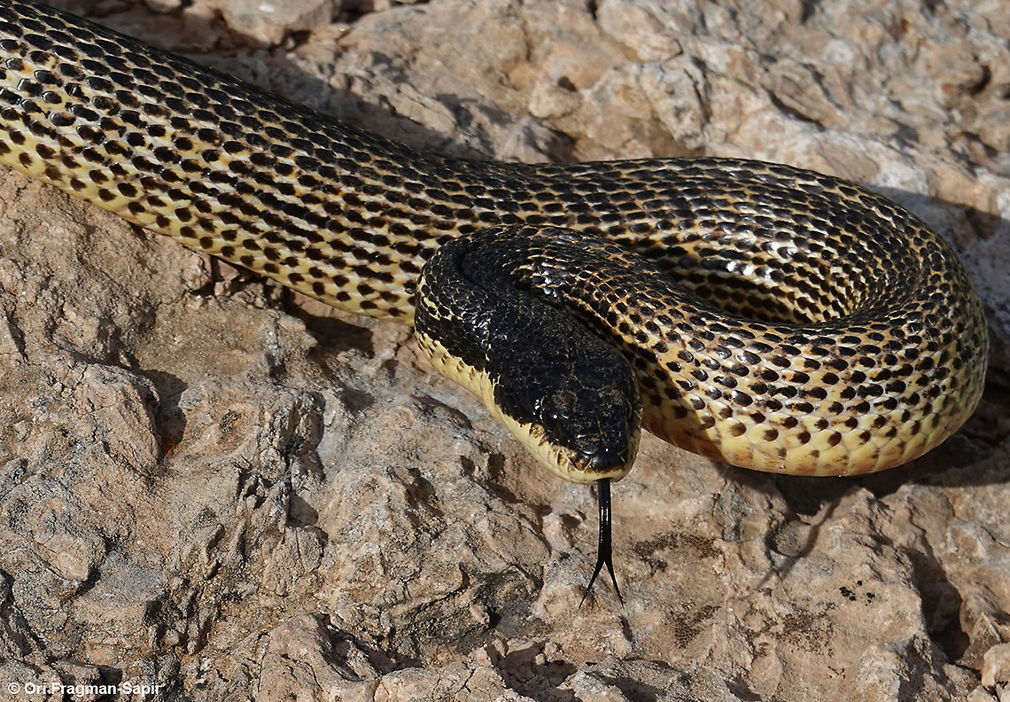 Elaphe sauromates  Elaphe sauromates,Geotagged,Spring