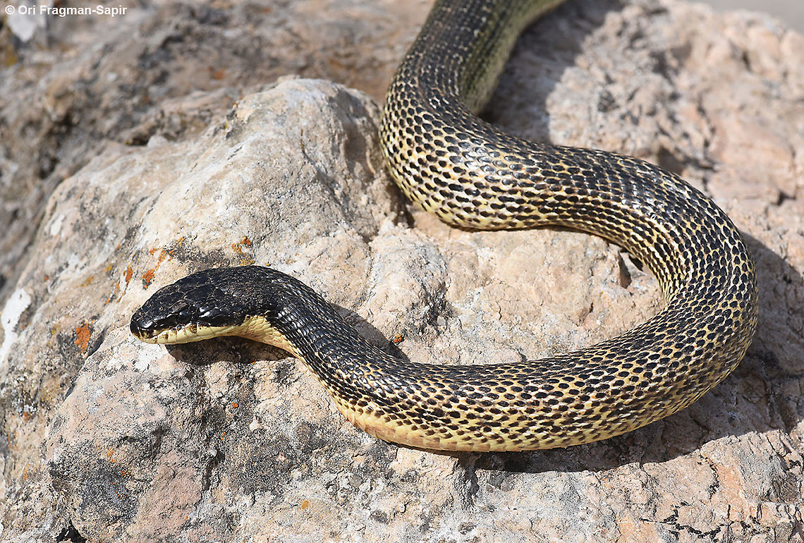 Elaphe sauromates  Elaphe sauromates