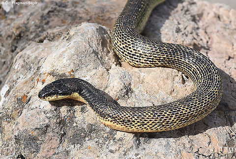 Elaphe sauromates  Elaphe sauromates