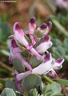 Corydalis erdelii  Corydalis erdelii,Geotagged,Spring