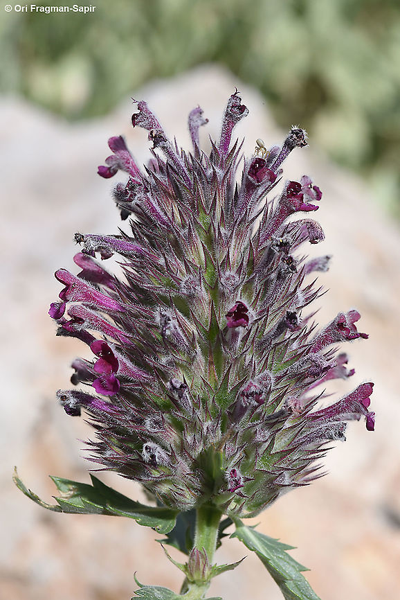 Nepeta trachonitica  Geotagged,Nepeta trachonitica,Spring