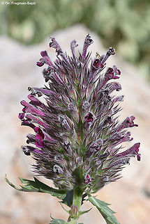 Nepeta trachonitica  Geotagged,Nepeta trachonitica,Spring