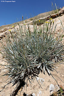 Scorzonera rigida  Geotagged,Scorzonera rigida,Spring