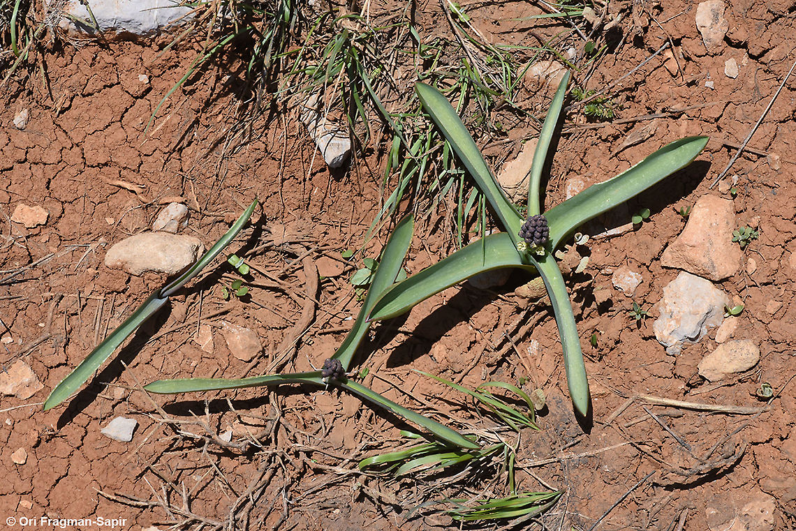 Bellevalia hermonis  Bellevalia hermonis,Geotagged,Spring
