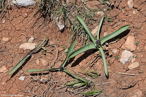 Bellevalia hermonis  Bellevalia hermonis,Geotagged,Spring
