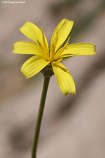 Scorzonera rigida  Geotagged,Scorzonera rigida,Spring