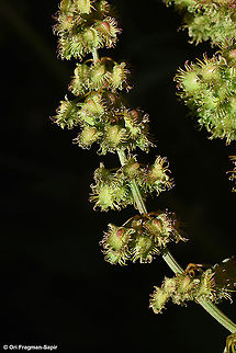 Rumex nepalensis  Geotagged,Rumex nepalensis,Spring