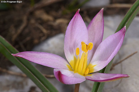 Tulipa aucheriana  Geotagged,Spring,Tulipa humilis