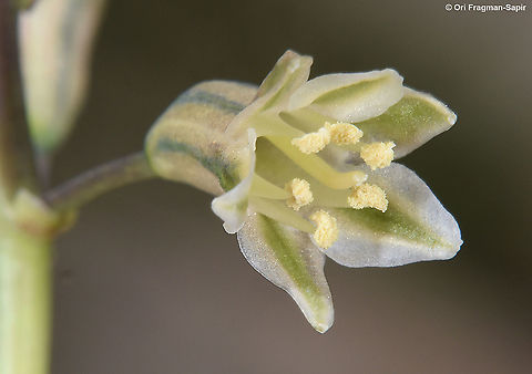 Bellevalia hermonis  Bellevalia hermonis,Geotagged,Spring
