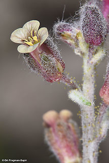 Anchonium billardierei  Anchonium billardierei,Geotagged,Spring