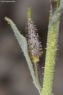 Anchonium billardierei  Anchonium billardierei,Geotagged,Spring