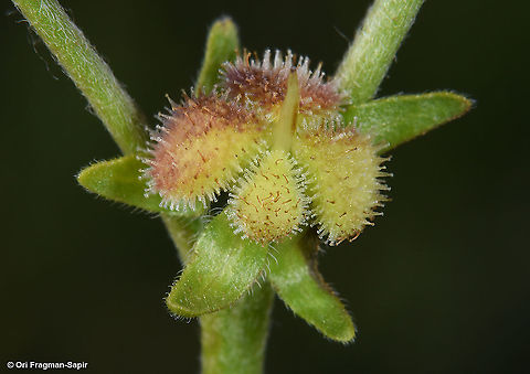 Cynoglossum montanum  Cynoglossum montanum,Geotagged,Mountain hound's tongue,Spring