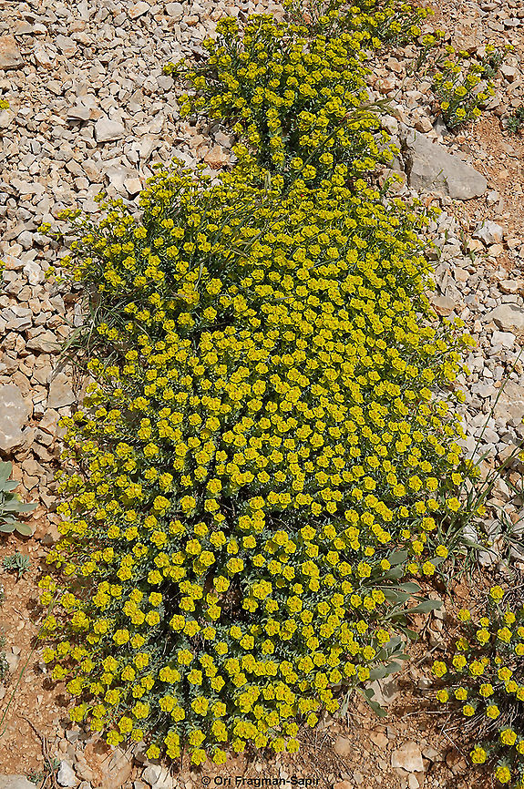 Euphorbia antilibanotica  Euphorbia antilibanotica,Geotagged,Spring
