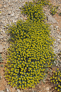 Euphorbia antilibanotica  Euphorbia antilibanotica,Geotagged,Spring