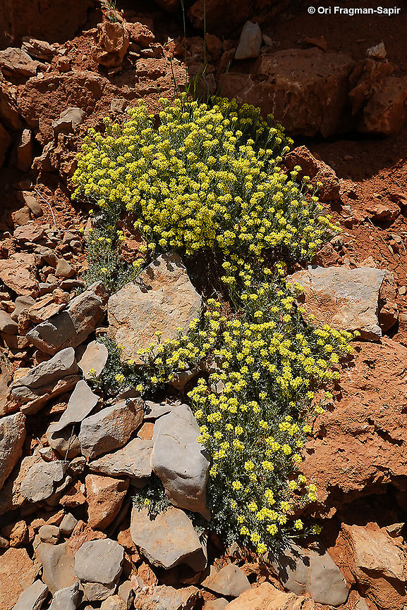 Alyssum baumgartnerianum  Alyssum baumgartnerianum,Geotagged,Spring