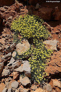 Alyssum baumgartnerianum  Alyssum baumgartnerianum,Geotagged,Spring