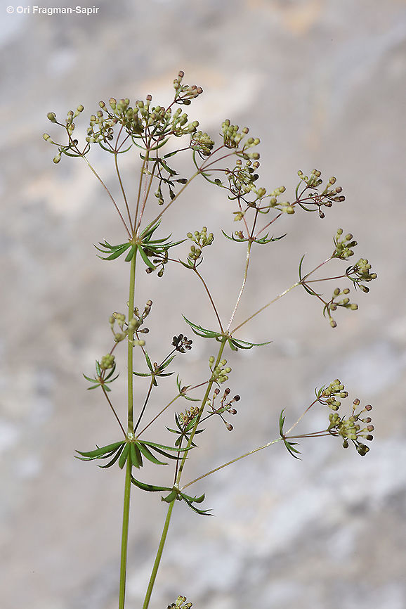 Galium hierosolymitanum  Galium hierosolymitanum,Geotagged,Spring
