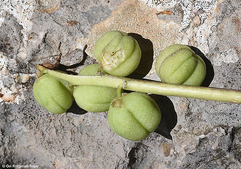 Hyacinthus orientalis ssp. orientalis  Common hyacinth,Geotagged,Hyacinthus orientalis,Spring