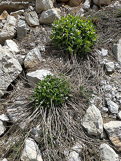 Senecio doriiformis  Geotagged,Senecio doriiformis,Spring