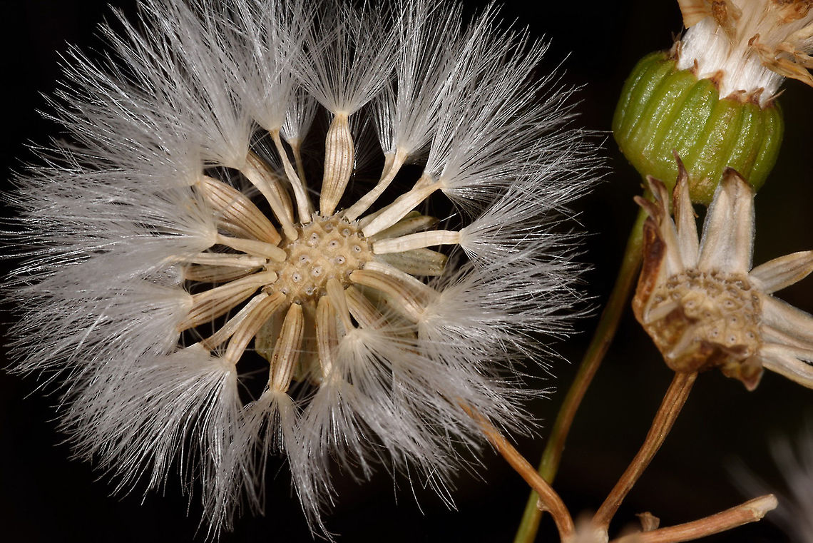 Senecio doriiformis  Geotagged,Senecio doriiformis,Summer