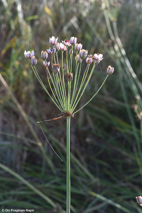 Butomus umbellatus  Butomus umbellatus,Flowering rush,Geotagged,Spring