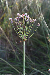 Butomus umbellatus  Butomus umbellatus,Flowering rush,Geotagged,Spring