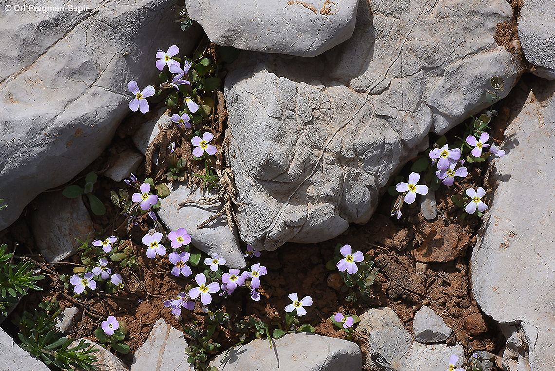 Zuvanda crenulata  Geotagged,Spring,Zuvanda crenulata