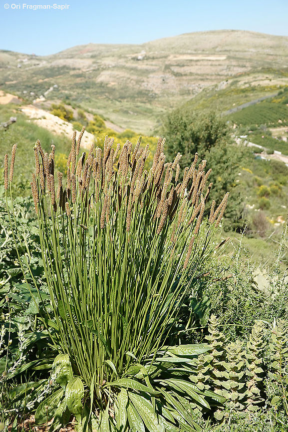 Plantago lanceolata  Geotagged,Plantago lanceolata,Ribwort Plantain,Spring