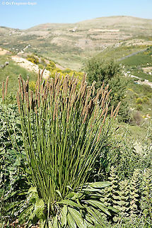 Plantago lanceolata  Geotagged,Plantago lanceolata,Ribwort Plantain,Spring