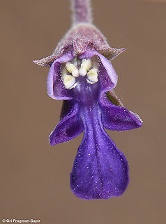 Teucrium parviflorum