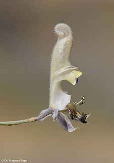 Delphinium sclerocladum