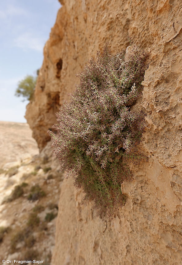 Galium canum  Galium canum,Geotagged,Spring