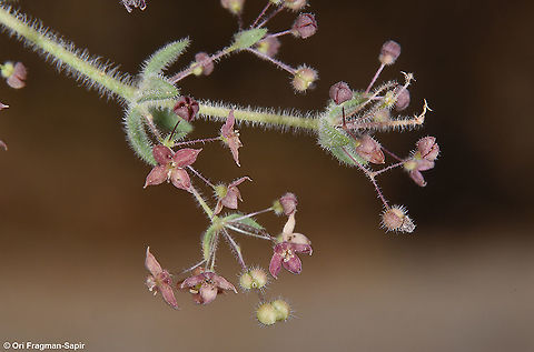 Galium canum  Galium canum,Geotagged,Spring