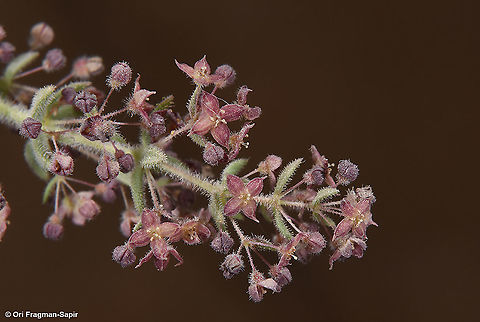 Galium canum  Galium canum,Geotagged,Spring