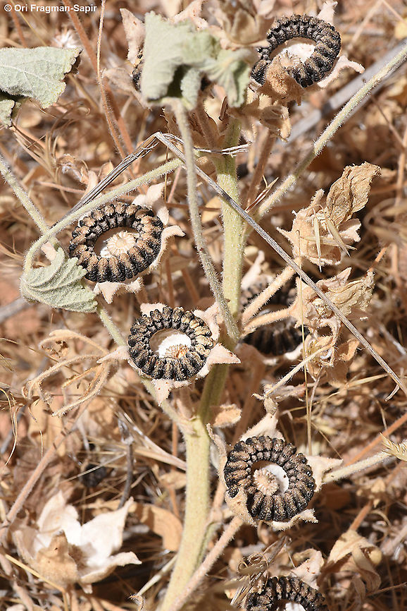 Alcea acaulis seed dispersal Alcea acaulis,Geotagged,Spring