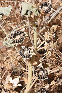Alcea acaulis seed dispersal Alcea acaulis,Geotagged,Spring